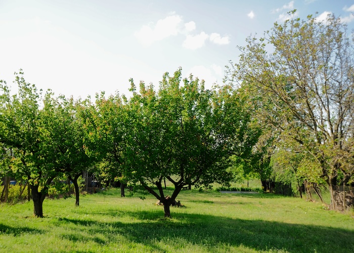 Nut grove canopy